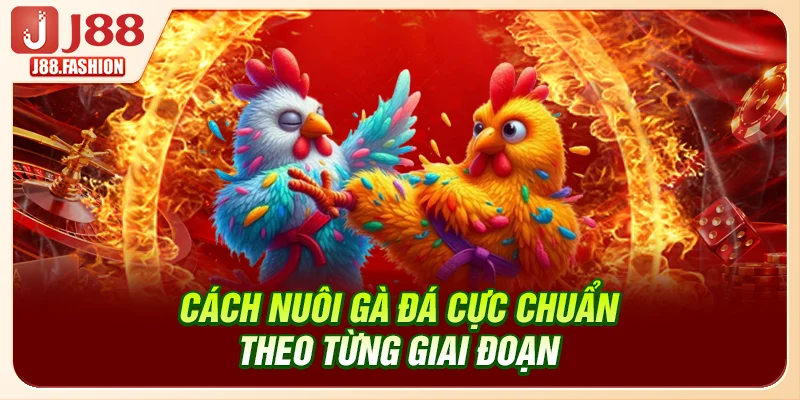 Cách nuôi gà đá cực chuẩn theo từng giai đoạn