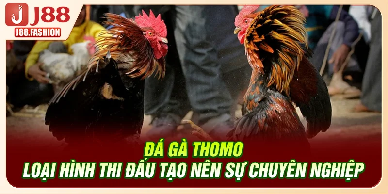 Đá Gà Thomo - Loại Hình Thi Đấu Tạo Nên Sự Chuyên Nghiệp