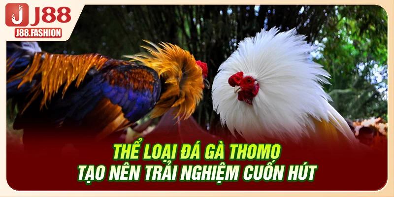 Thể loại đá gà Thomo tạo nên trải nghiệm cuốn hút