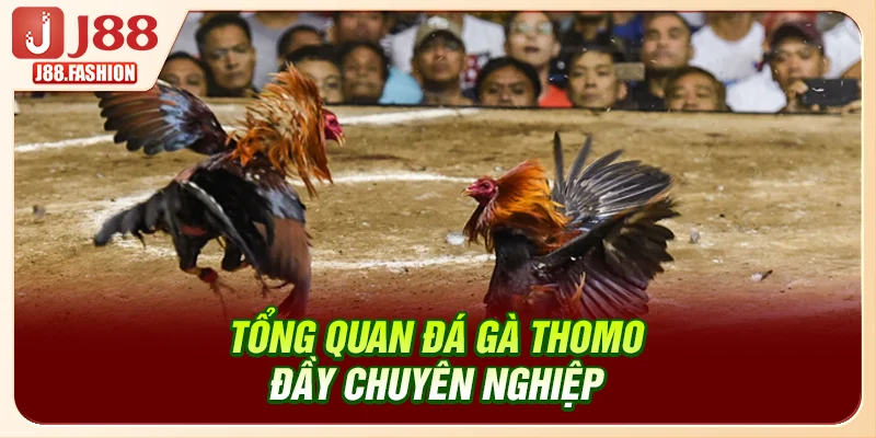 Tổng quan đá gà Thomo đầy chuyên nghiệp
